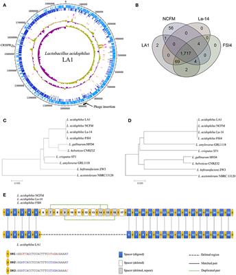 Complete Genome Sequence and Genomic Characterization of Lactobacillus acidophilus LA1 (11869BP)